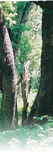 Trees on 7 mile island on the Allegheny River