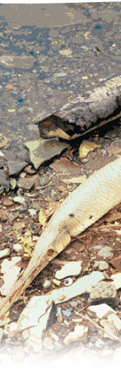 fish on the riverbank