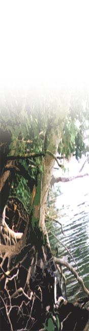 trees on the riverbank allegheny county