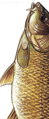 Fish of Allegheny County